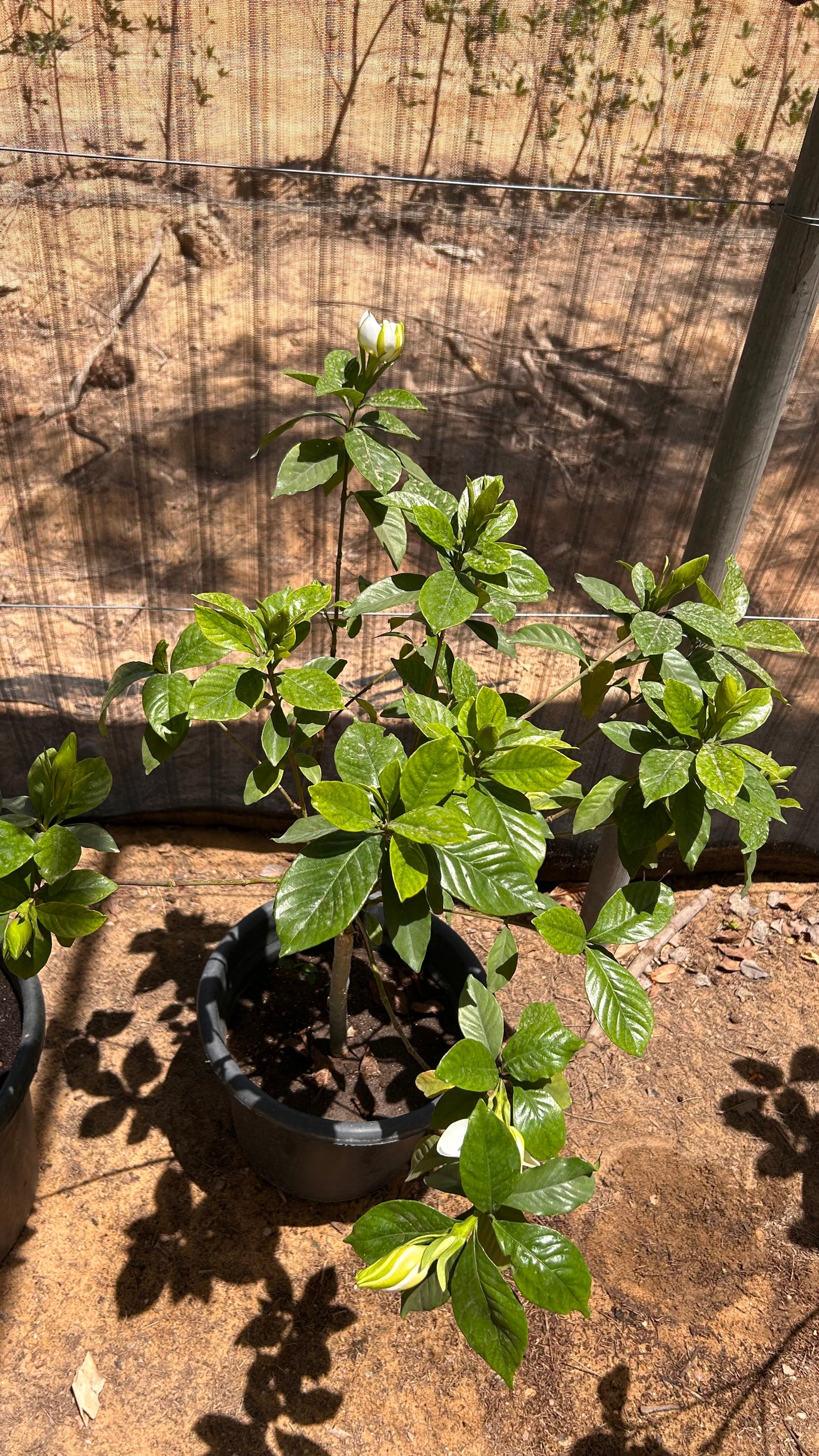 Gardenia Jasminoides