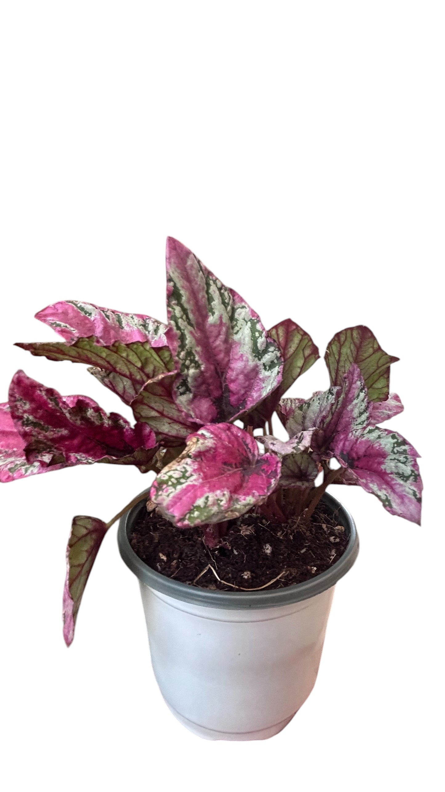 Begonia rex