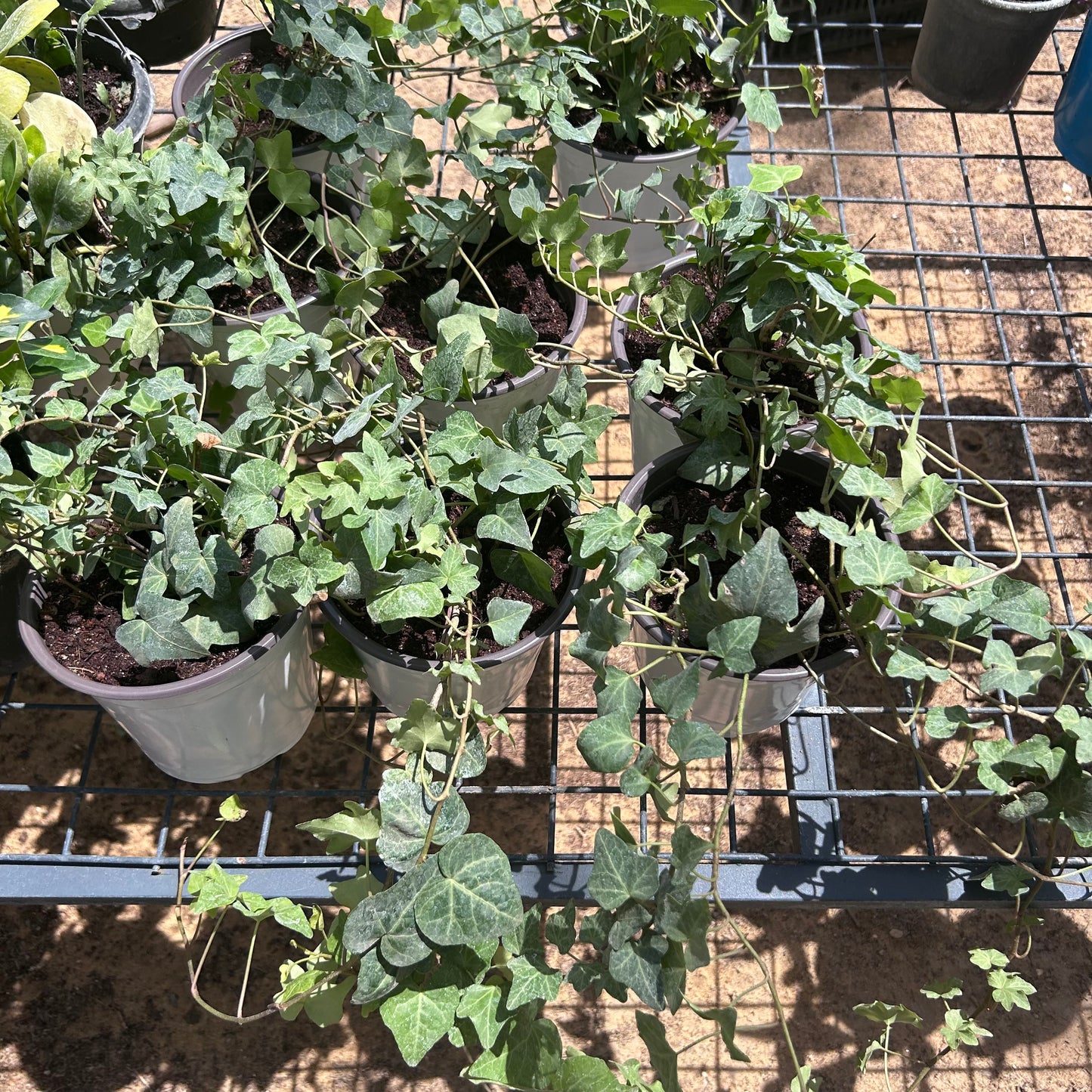 English Ivy or Hedera Plant