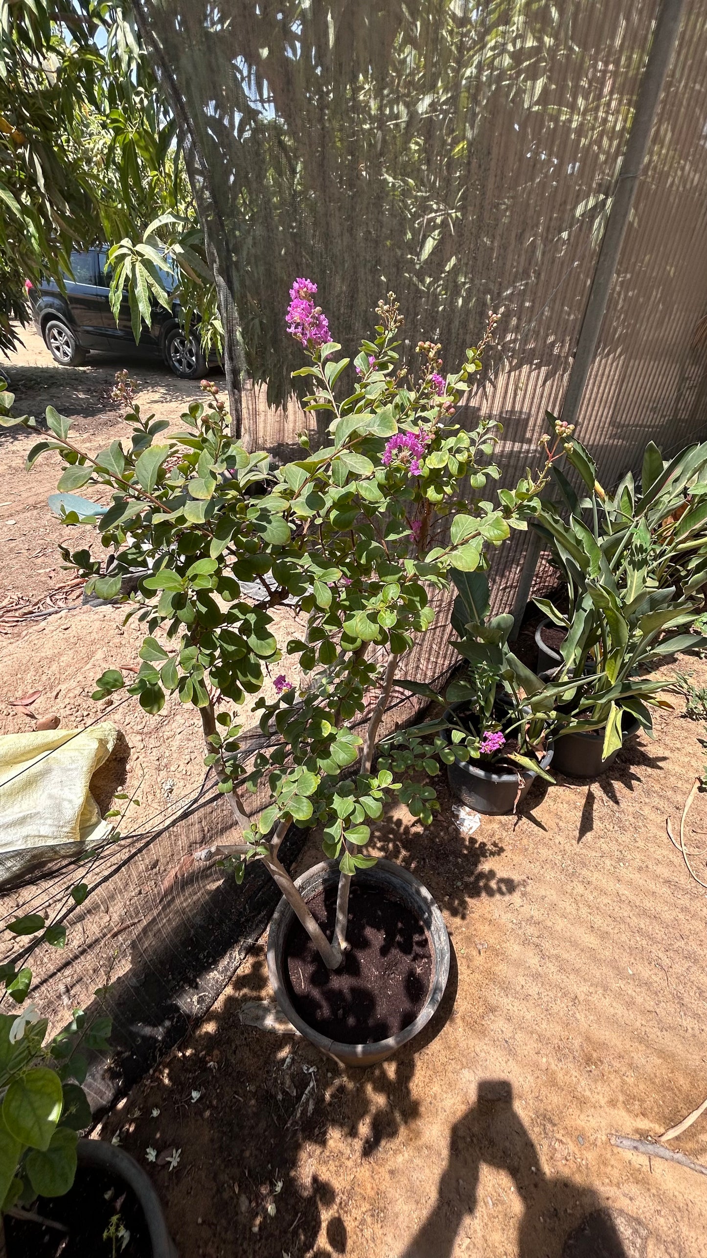 Lagerstroemia indica Bush