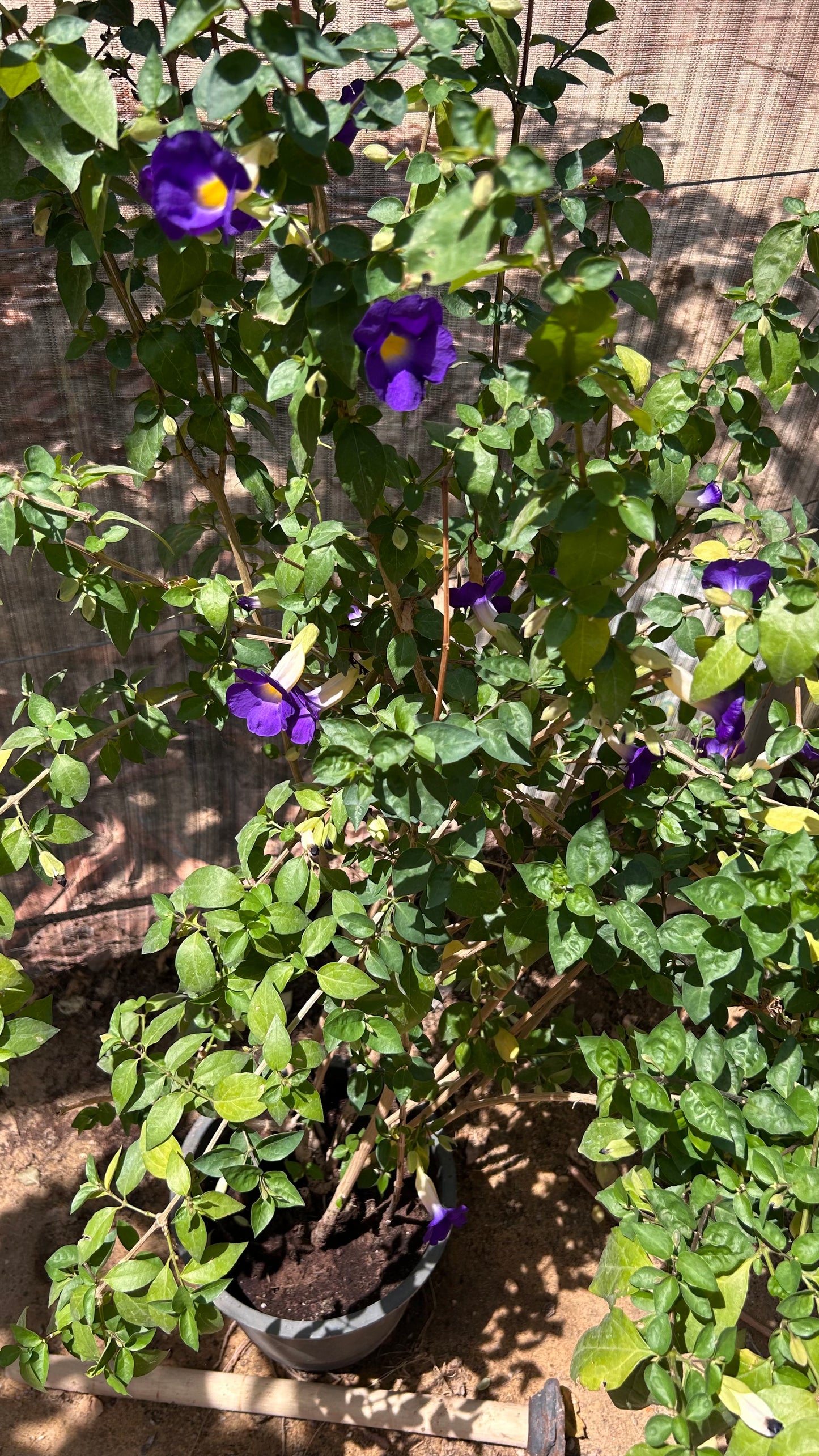 Thunbergia erecta