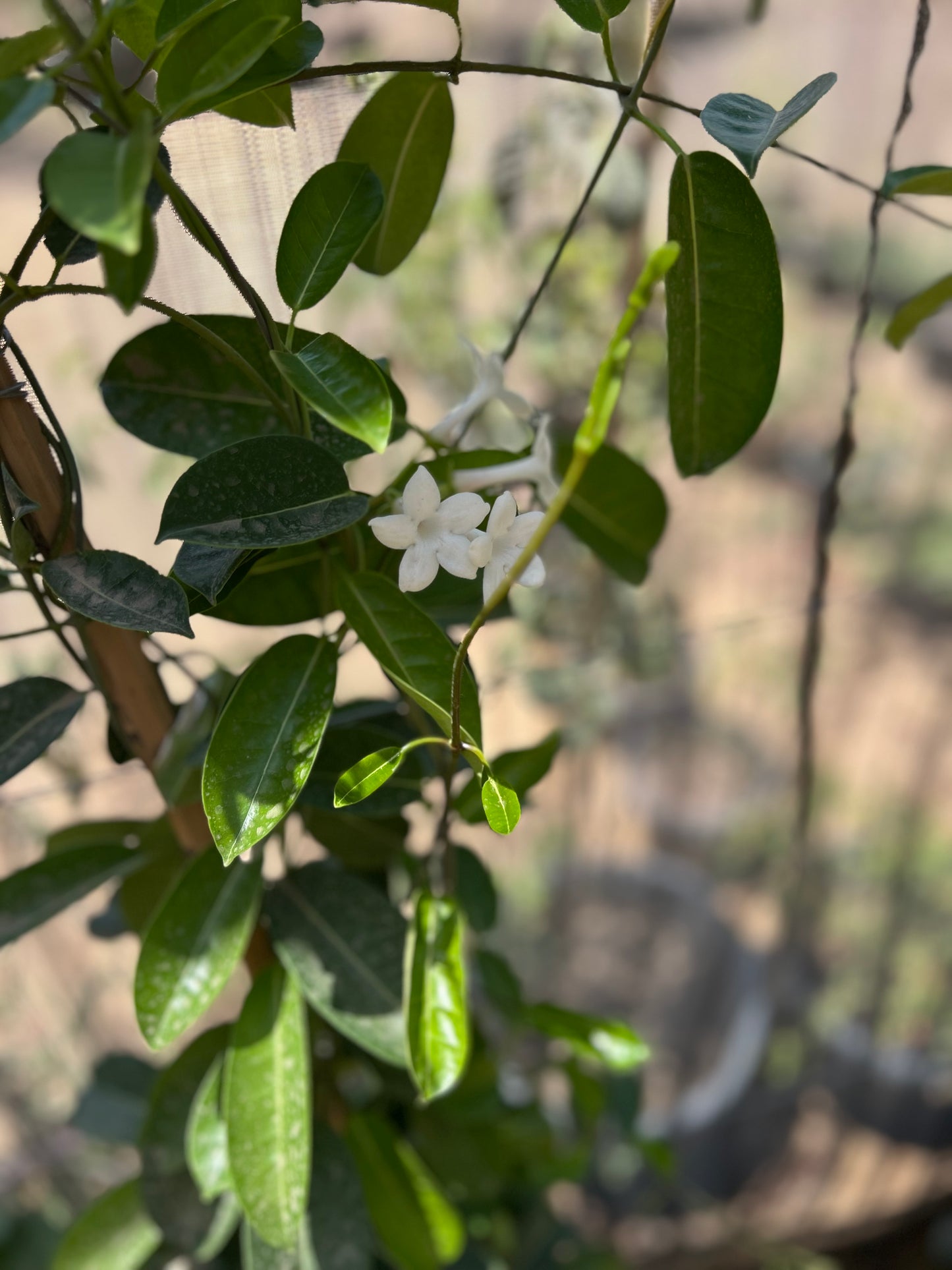 Madagascar Jasmine
