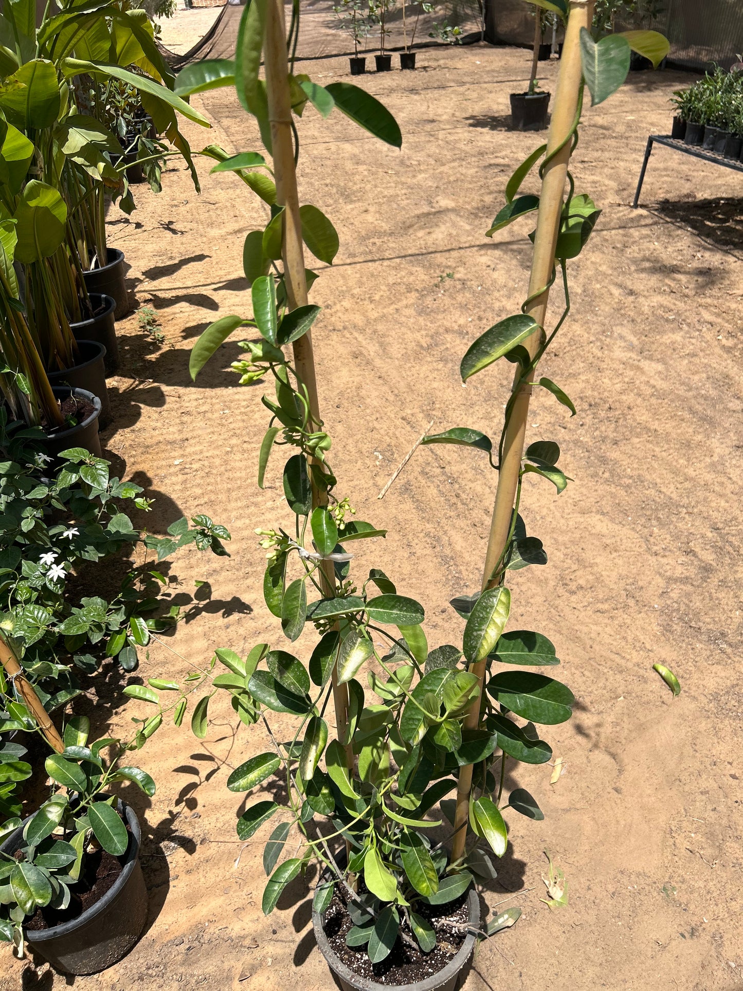 Madagascar Jasmine