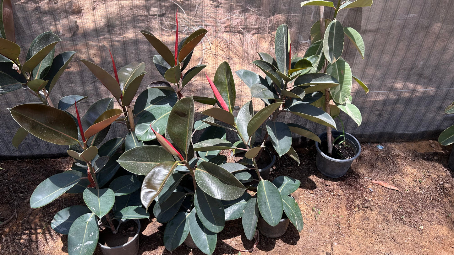 Green Ficus Elestica