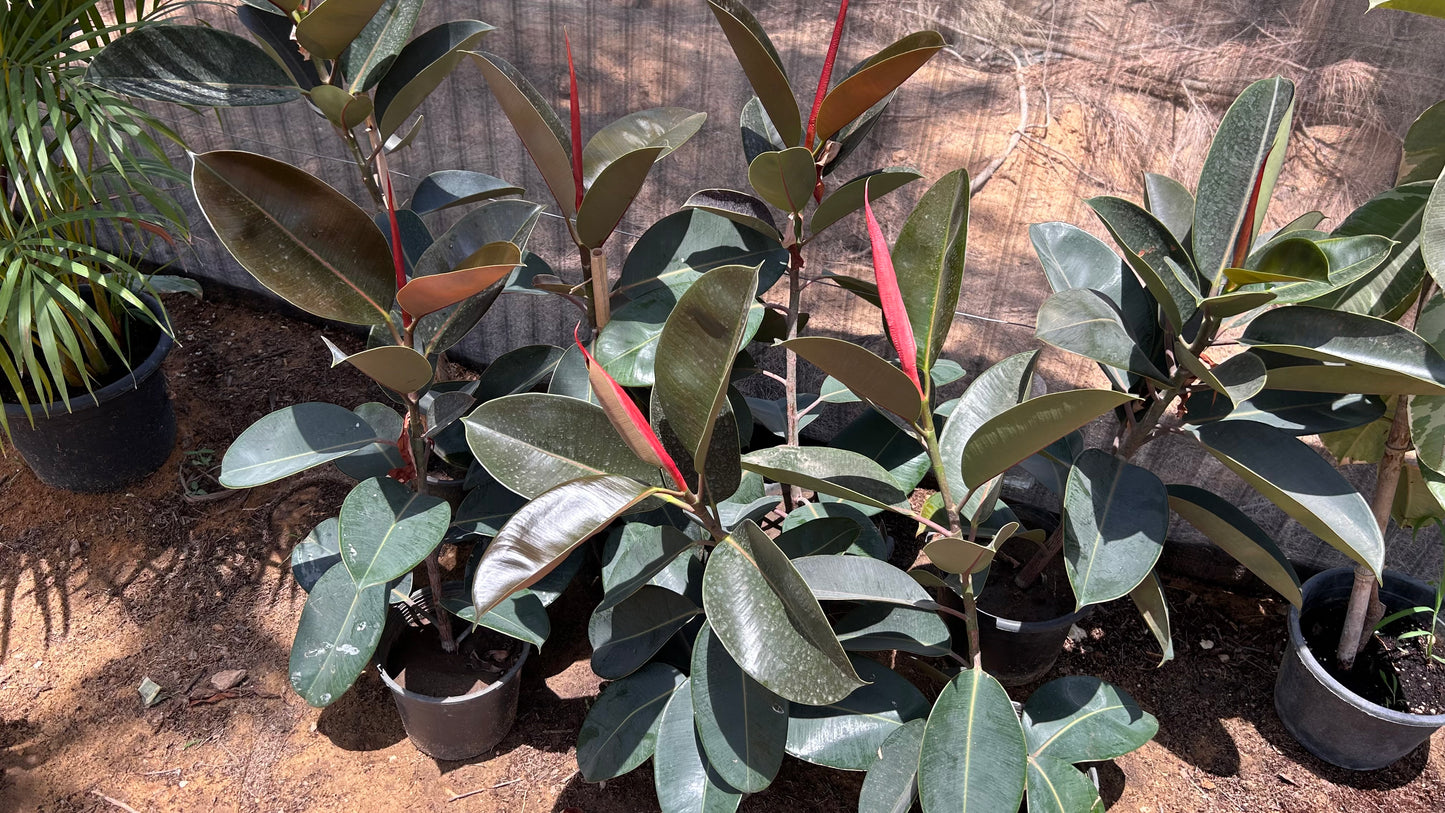 Green Ficus Elestica