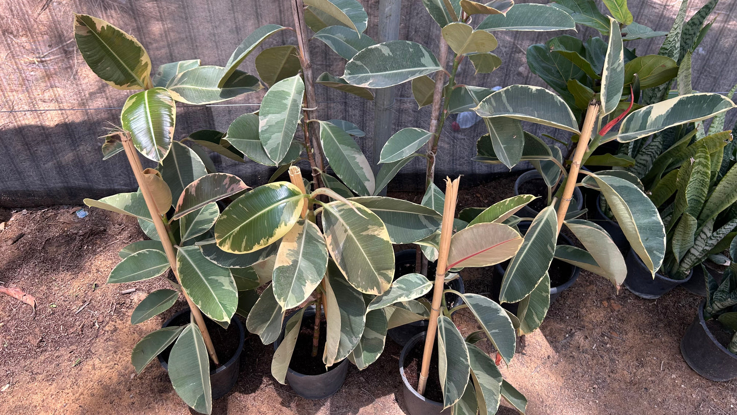 Ficus Tineke