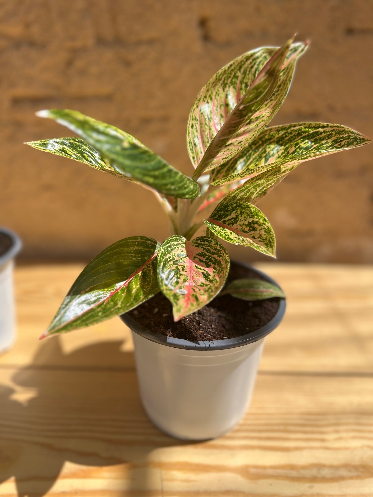 Aglonema Prestige