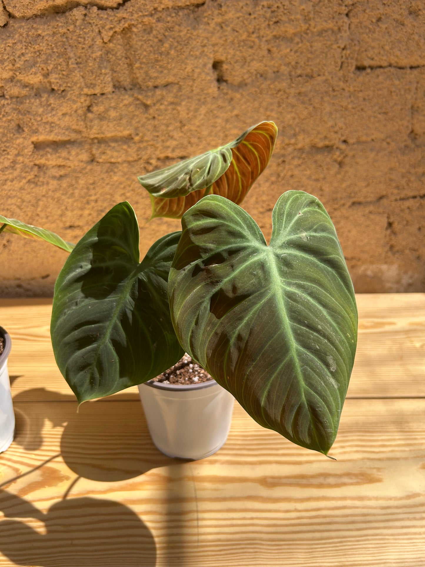 Philodendron Gloriosum