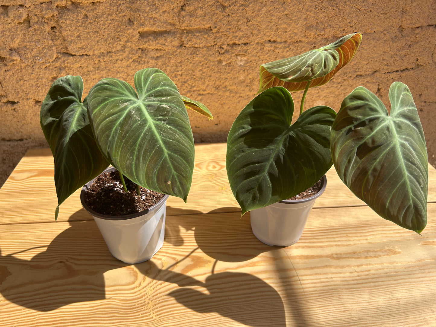 Philodendron Gloriosum