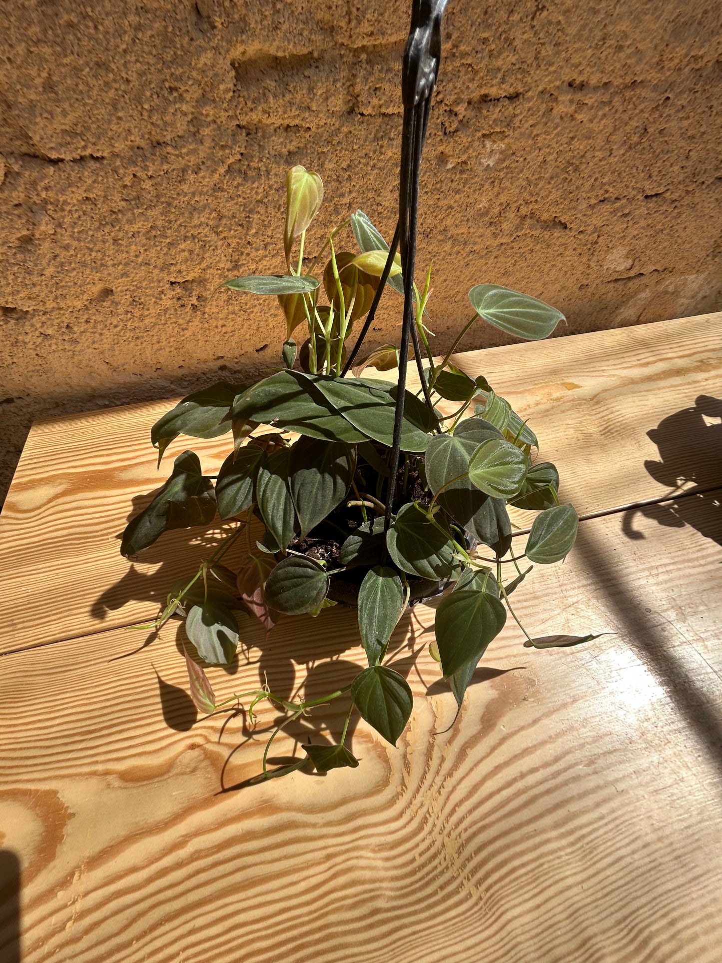 Philodendron Micon (hang)