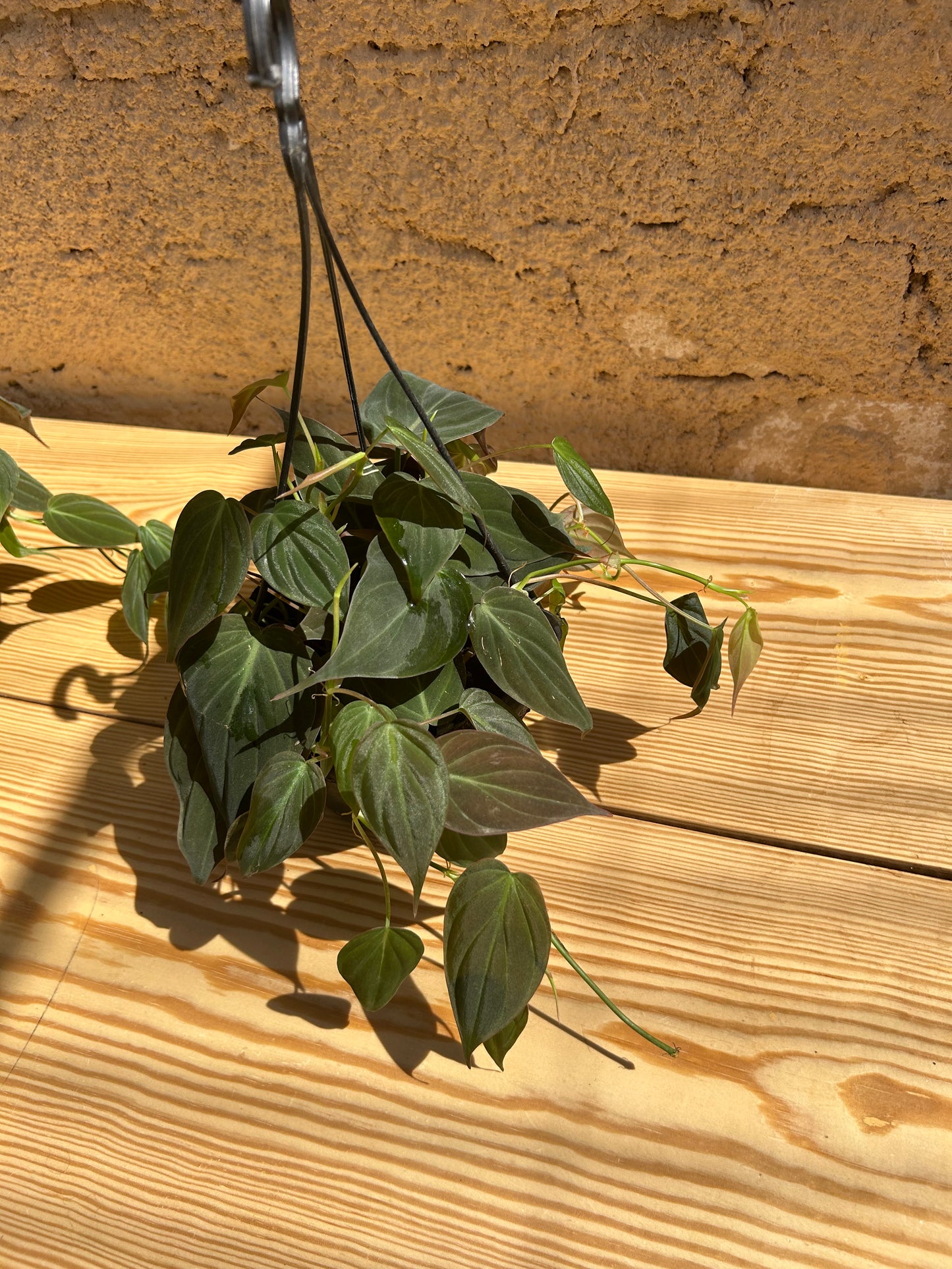 Philodendron Micon (hang)