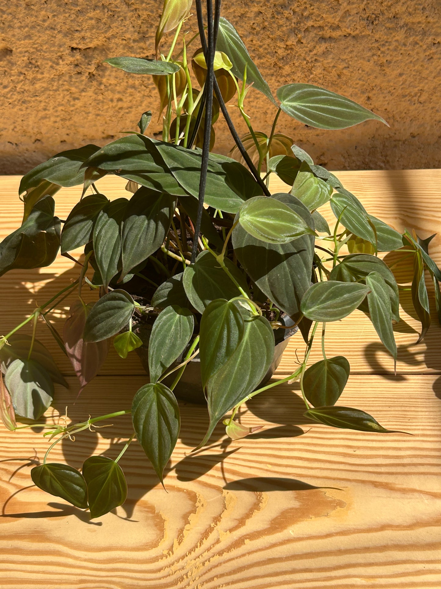 Philodendron Micon (hang)