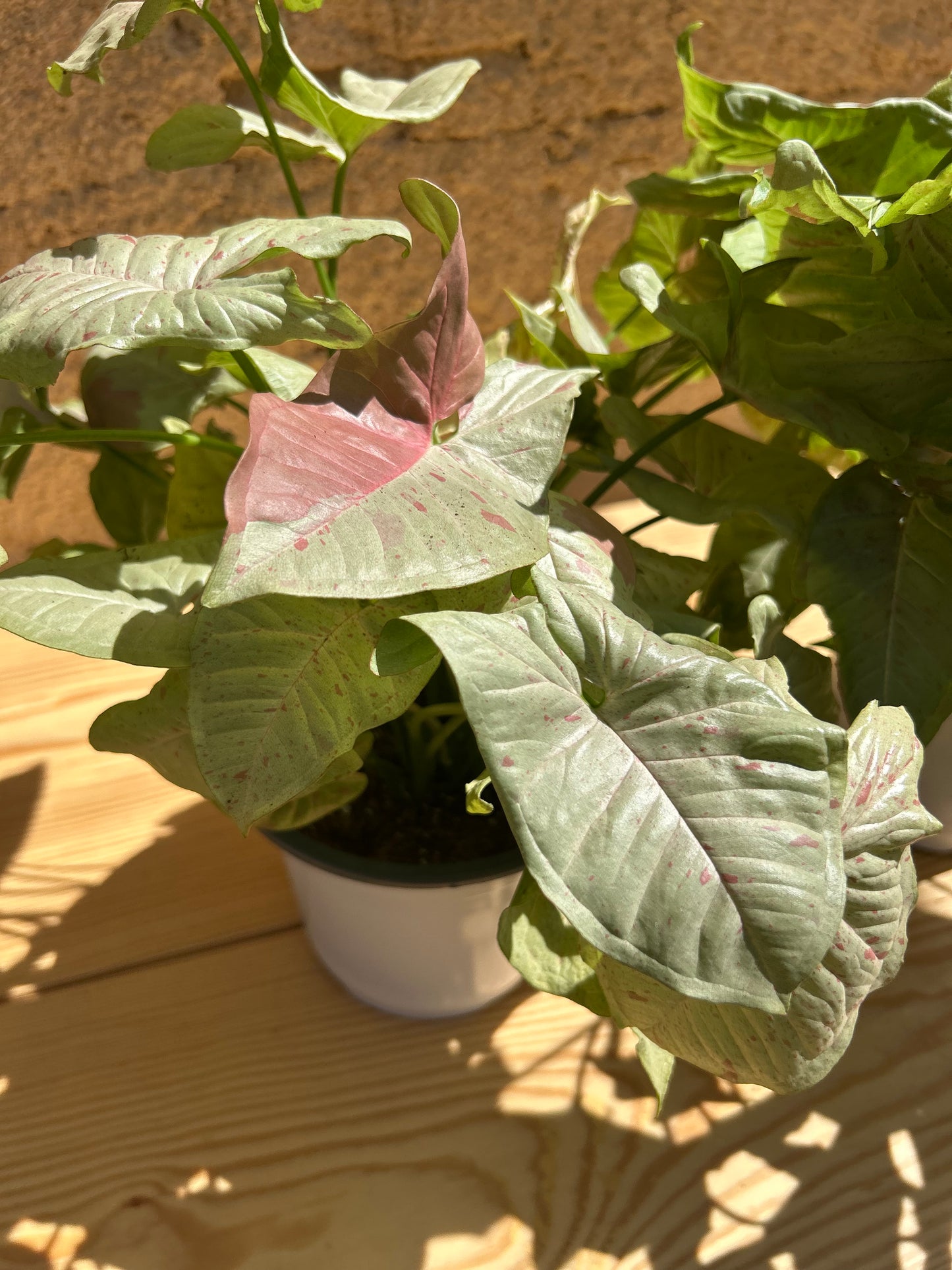 syngonium milk confetti