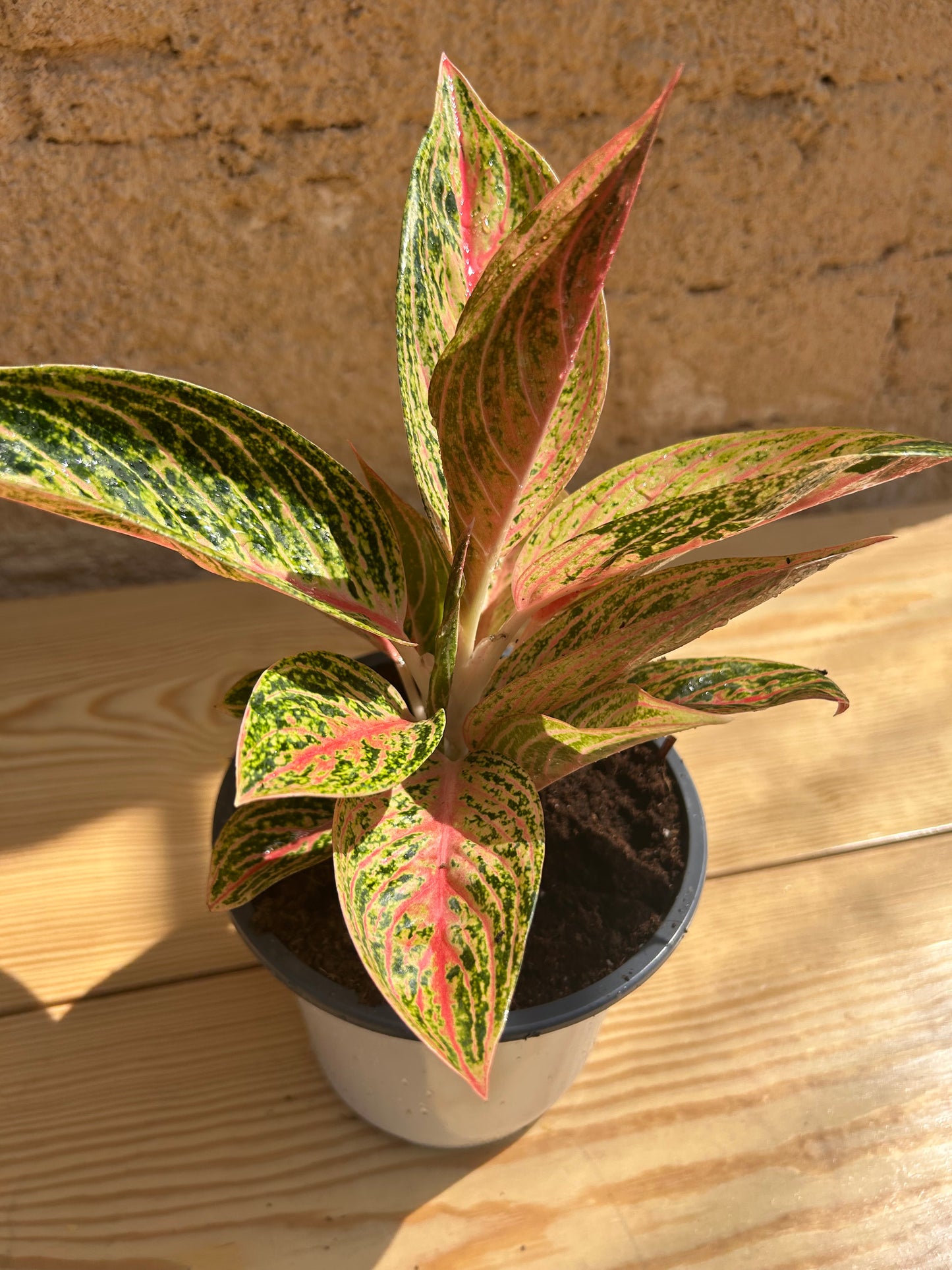 Aglonema Prestige