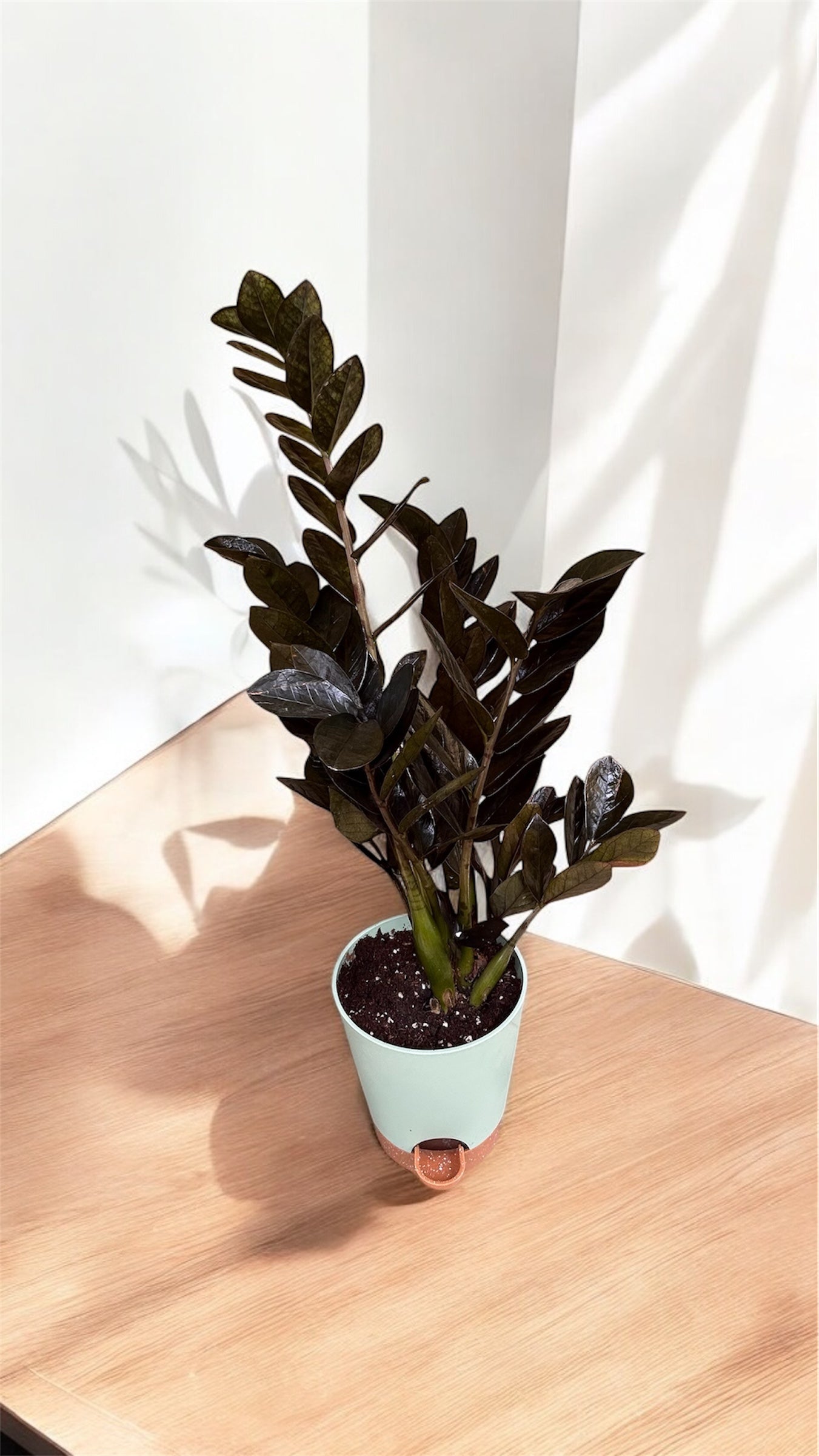 ZZ Black Zamia or Black raven