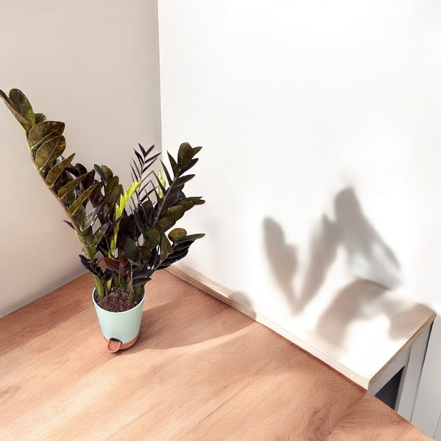 ZZ Black Zamia or Black raven