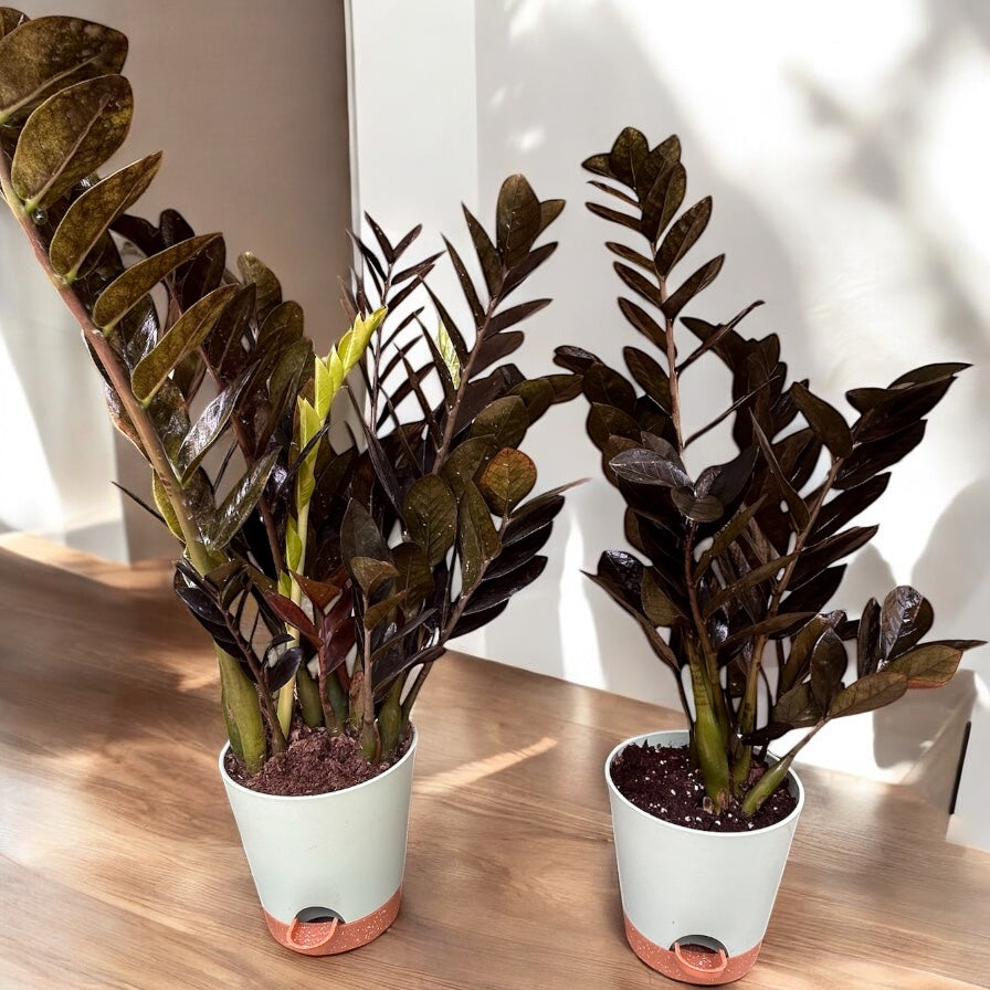 ZZ Black Zamia or Black raven