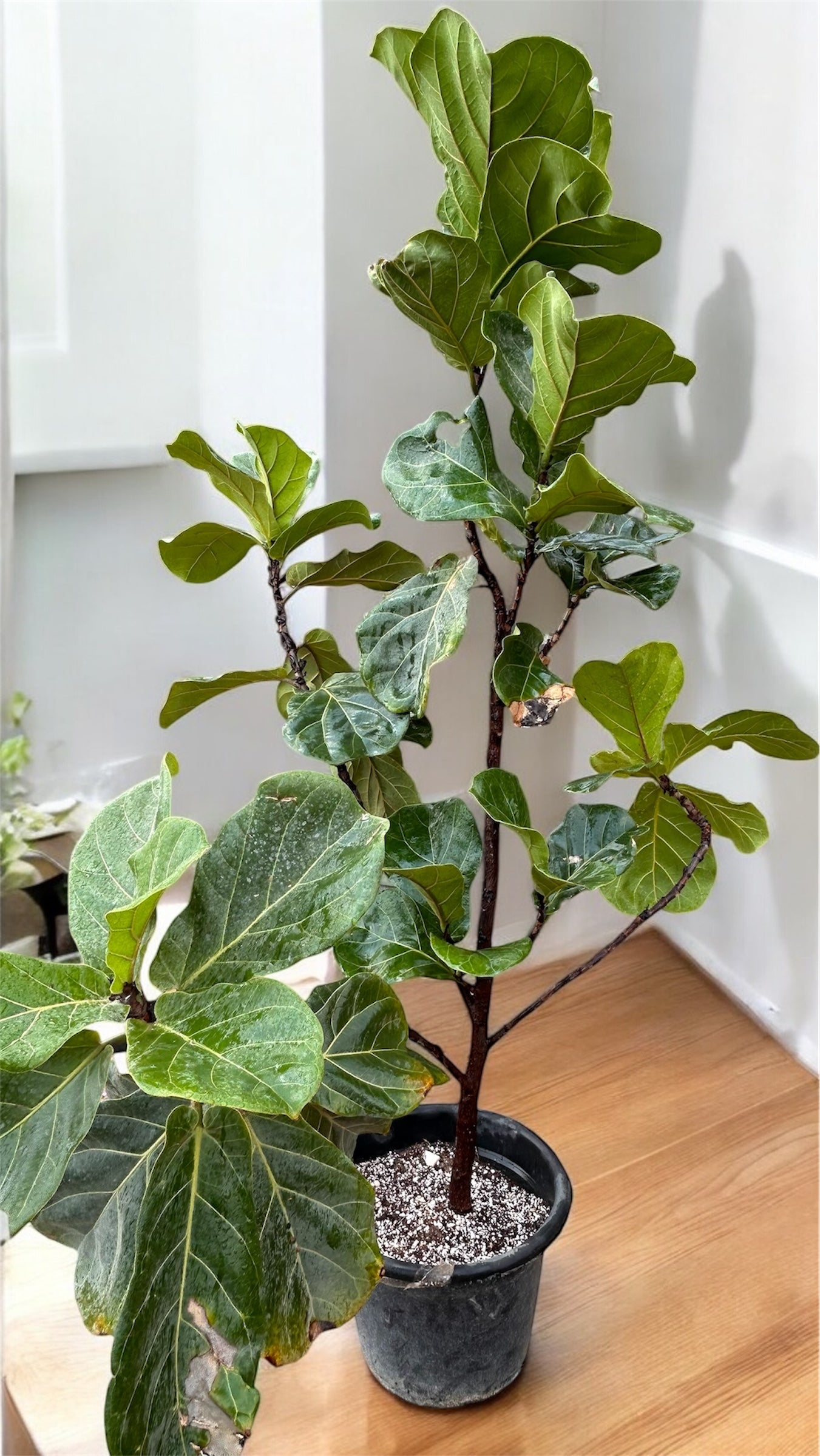 Fiddle-Leaf Fig (Ficus Lyrata)