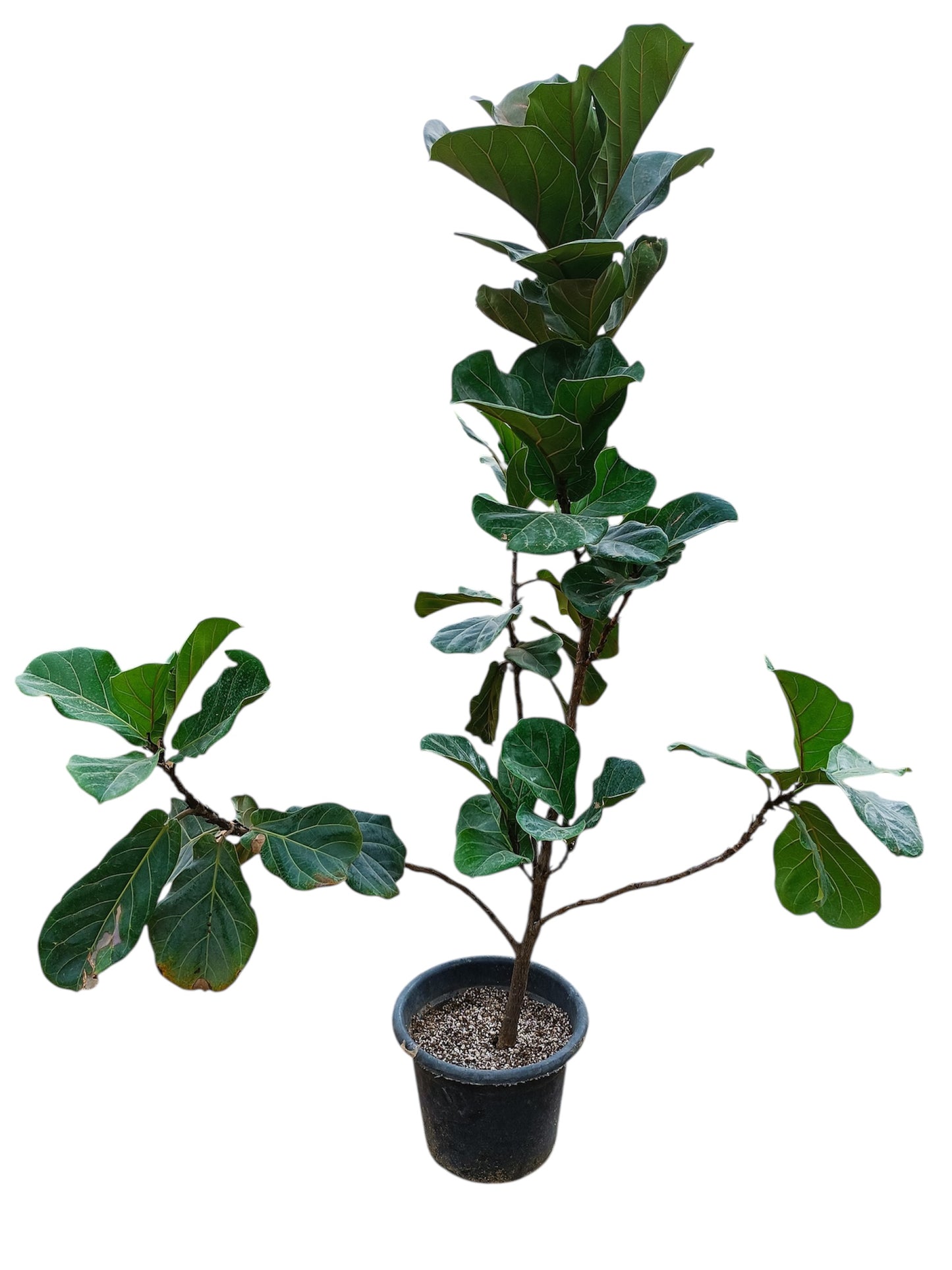 Fiddle-Leaf Fig (Ficus Lyrata)