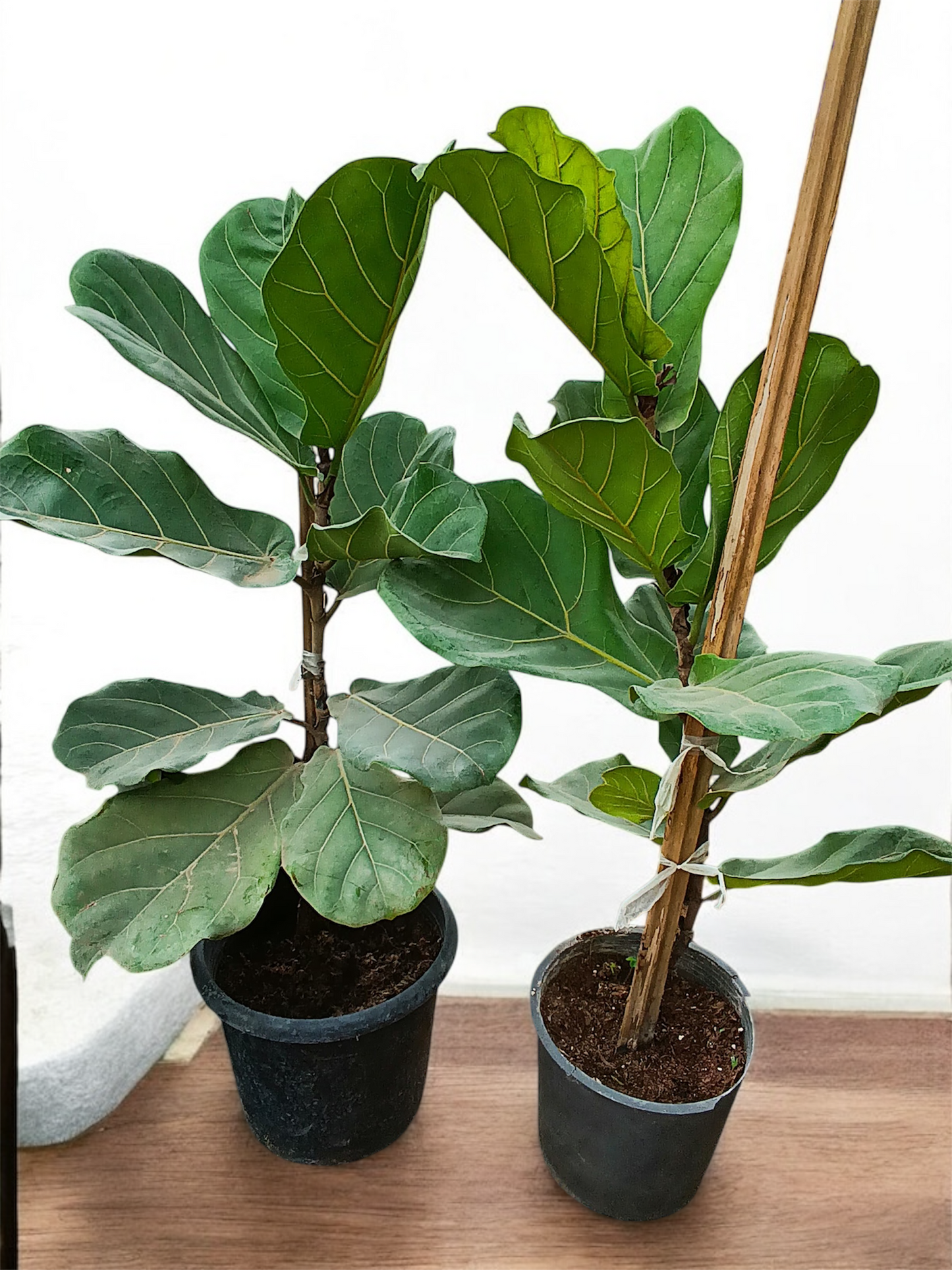 Fiddle-Leaf Fig (Ficus Lyrata)