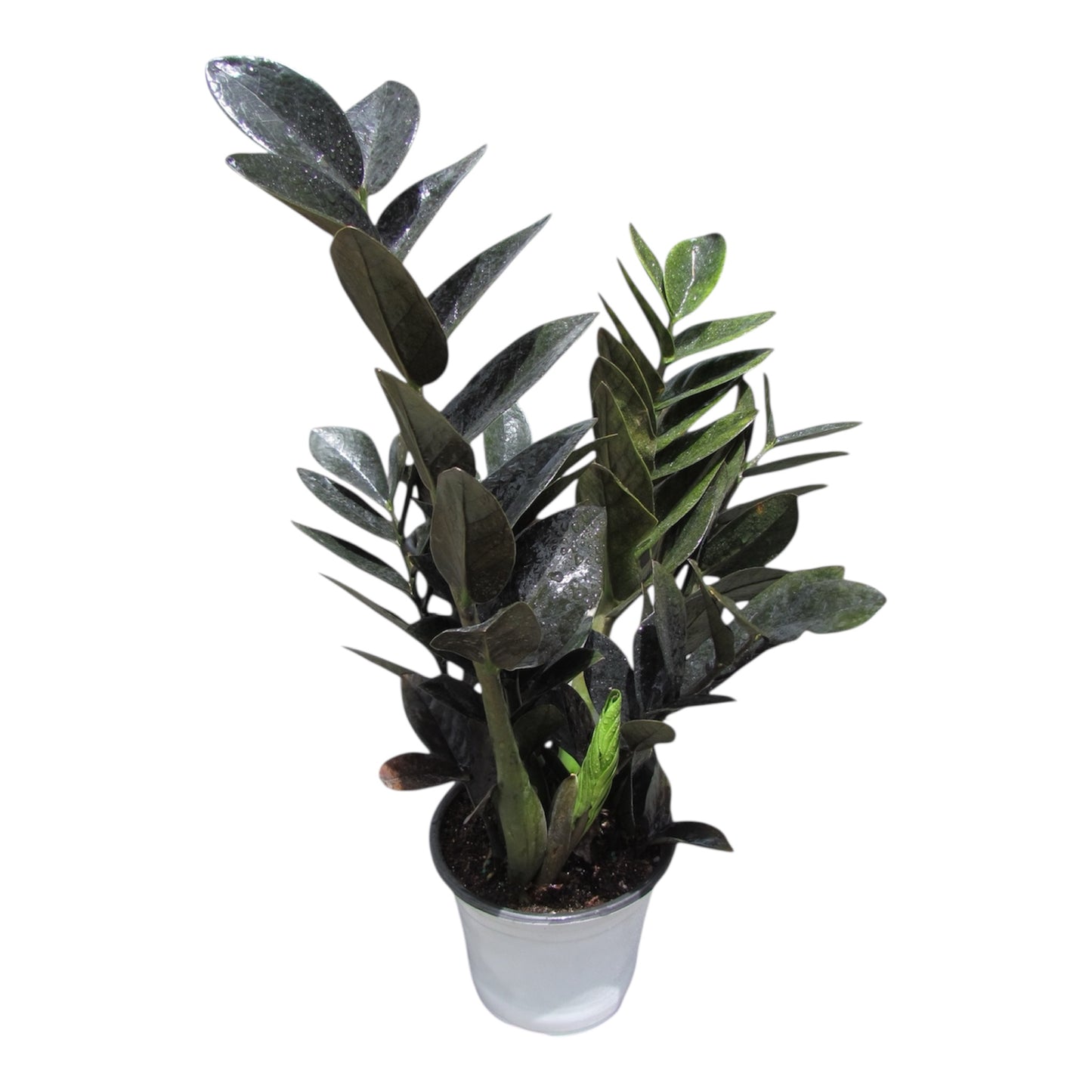 ZZ Black Zamia or Black raven