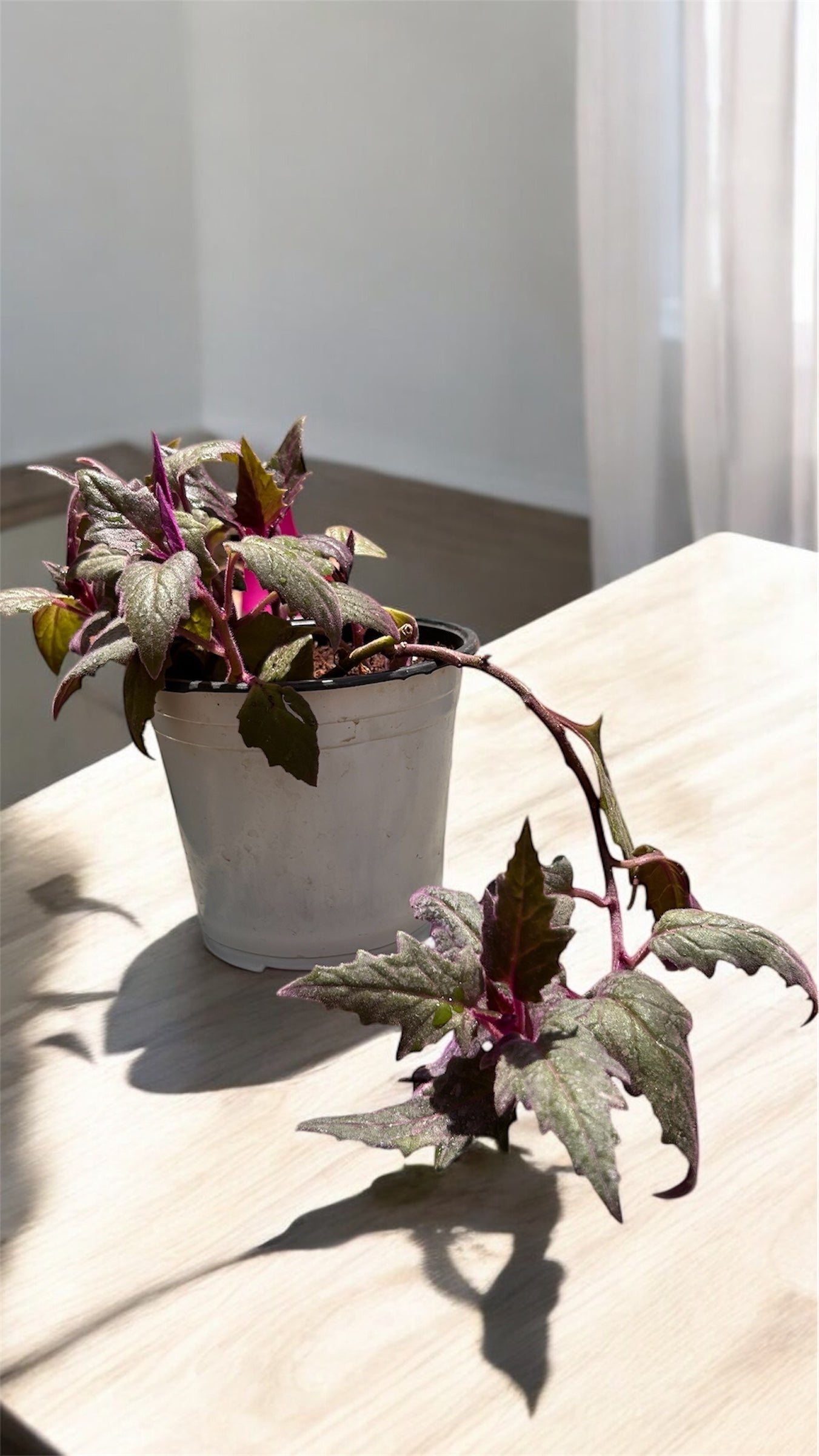 Gynura or Purple Passion or Velvet Plant