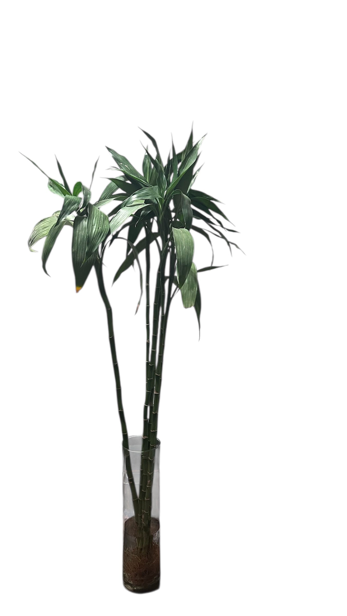straight lucky bamboo Straight Lucky Bamboo – Roots & Bloom