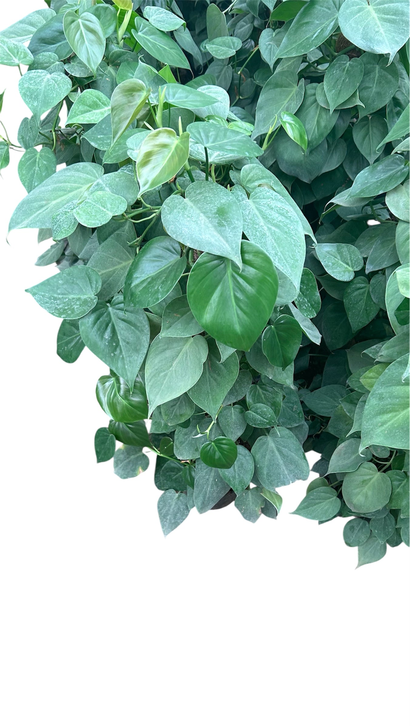 Scindapsus