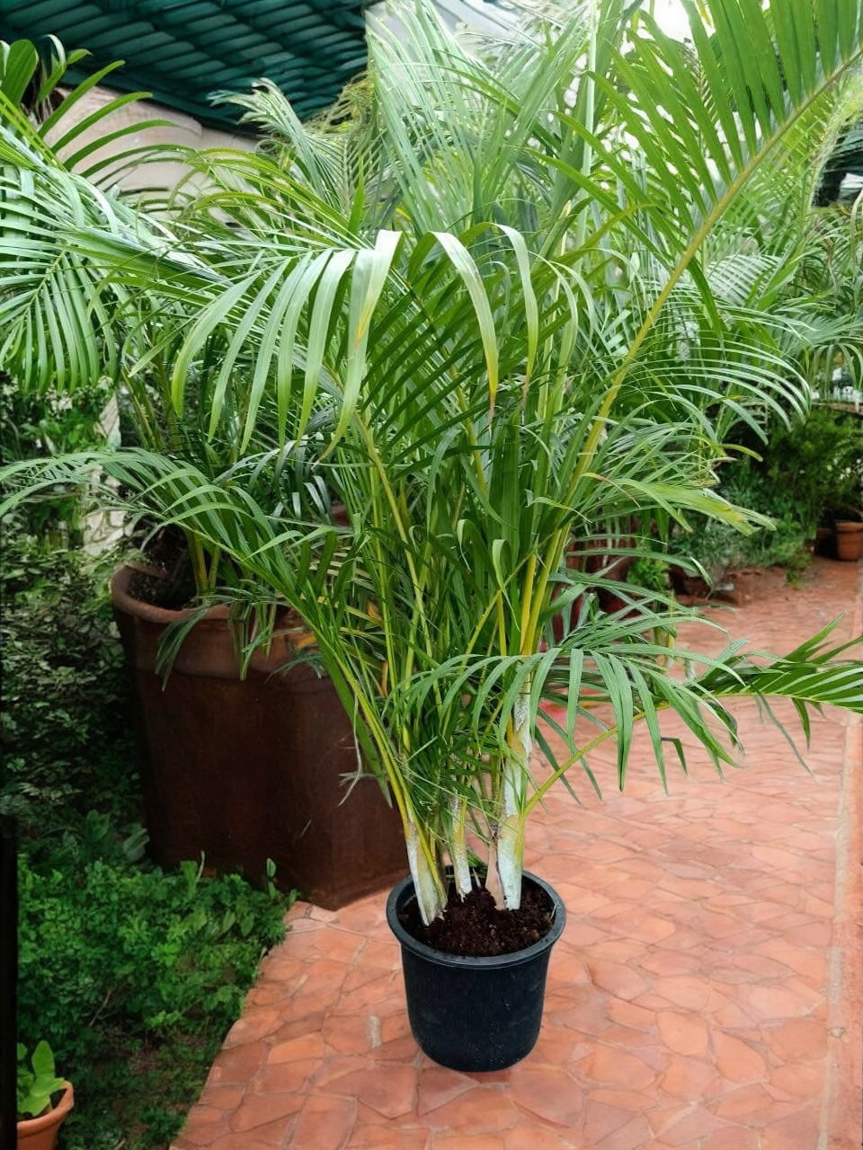 Areca