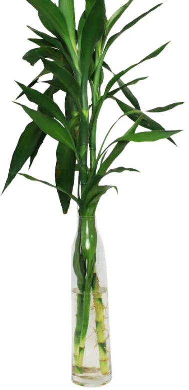 Straight Lucky Bamboo