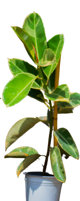Ficus elastica Tineke(rubber tree)