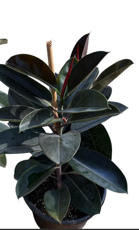 Ficus elastica 'Burgundy'