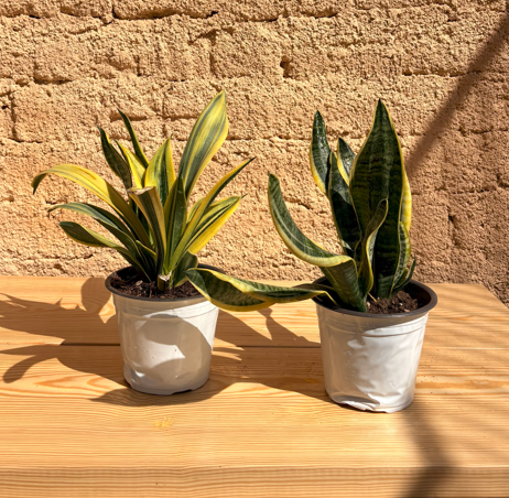 Sanseviera or Snake Plant