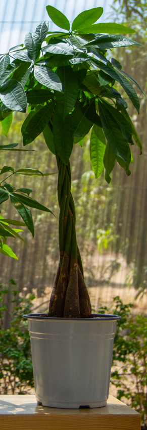 Bonsai Pachira (Pachira aquatica) – Money Tree
