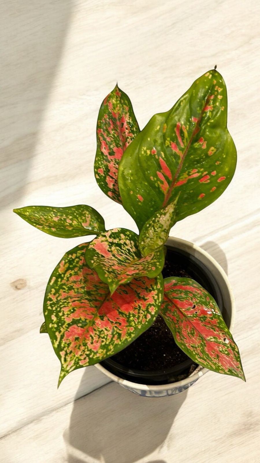 Aglaonema ‘Lady Valentine'