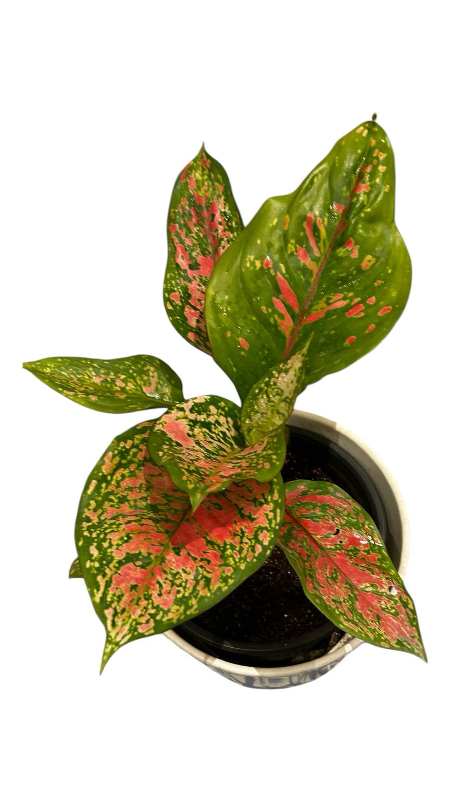 Aglaonema ‘Lady Valentine'