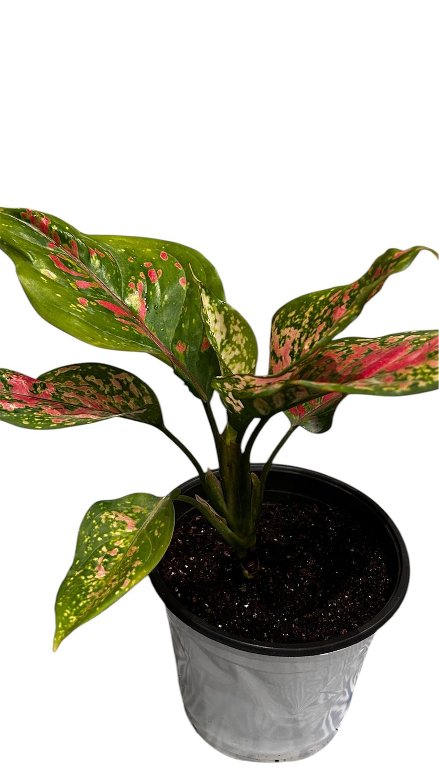 Aglaonema ‘Lady Valentine'