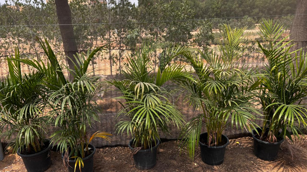 Areca