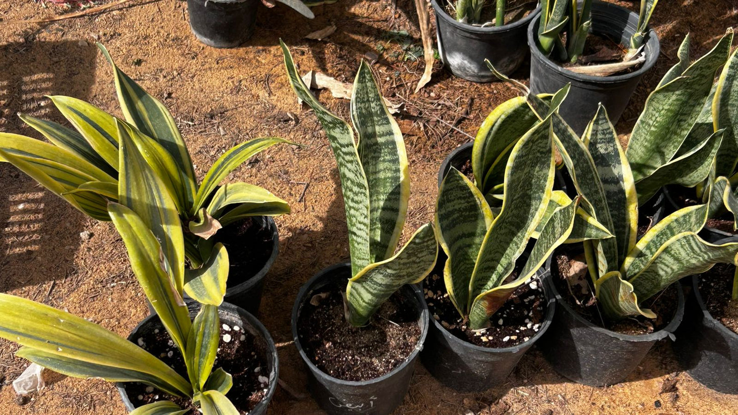 Sanseviera or Snake Plant