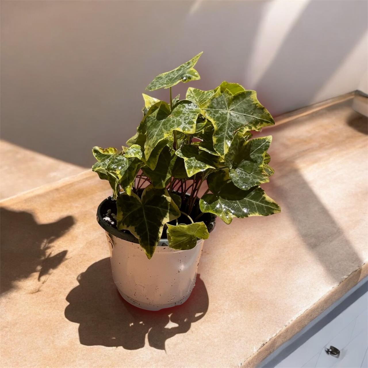 English Ivy or Hedera Plant