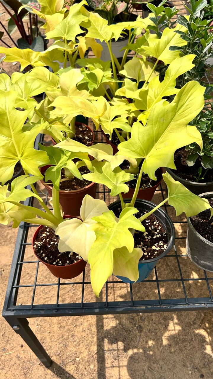 Philodendron Selloum 'Gold'