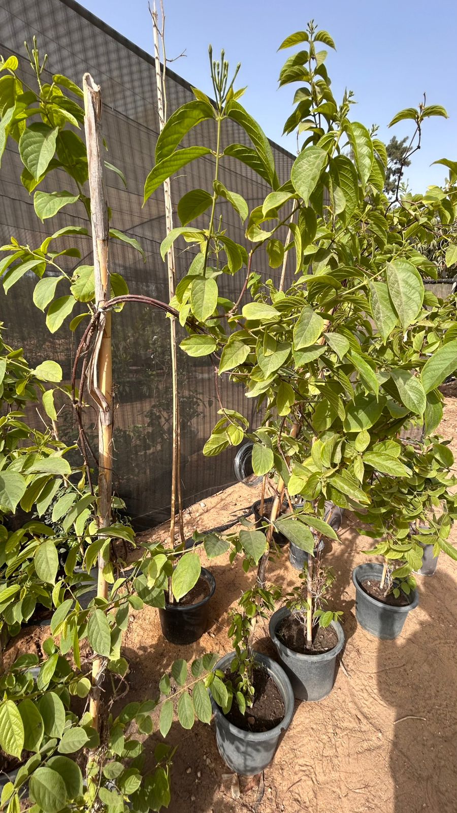 Quisqualis Jasmine ( red jasmine)