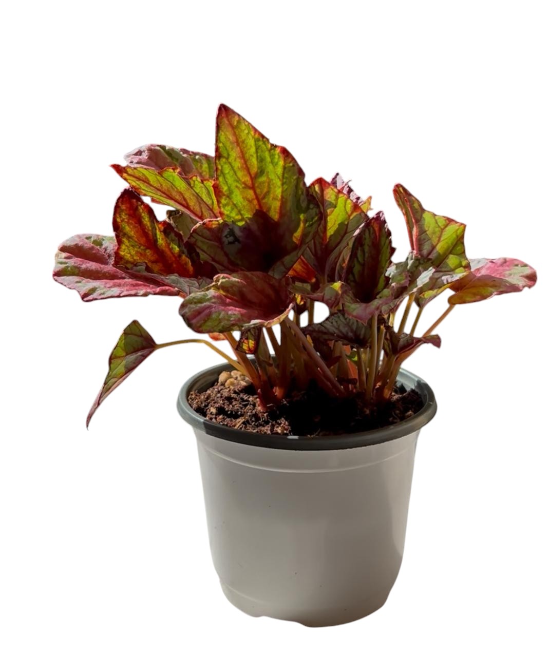 Begonia rex
