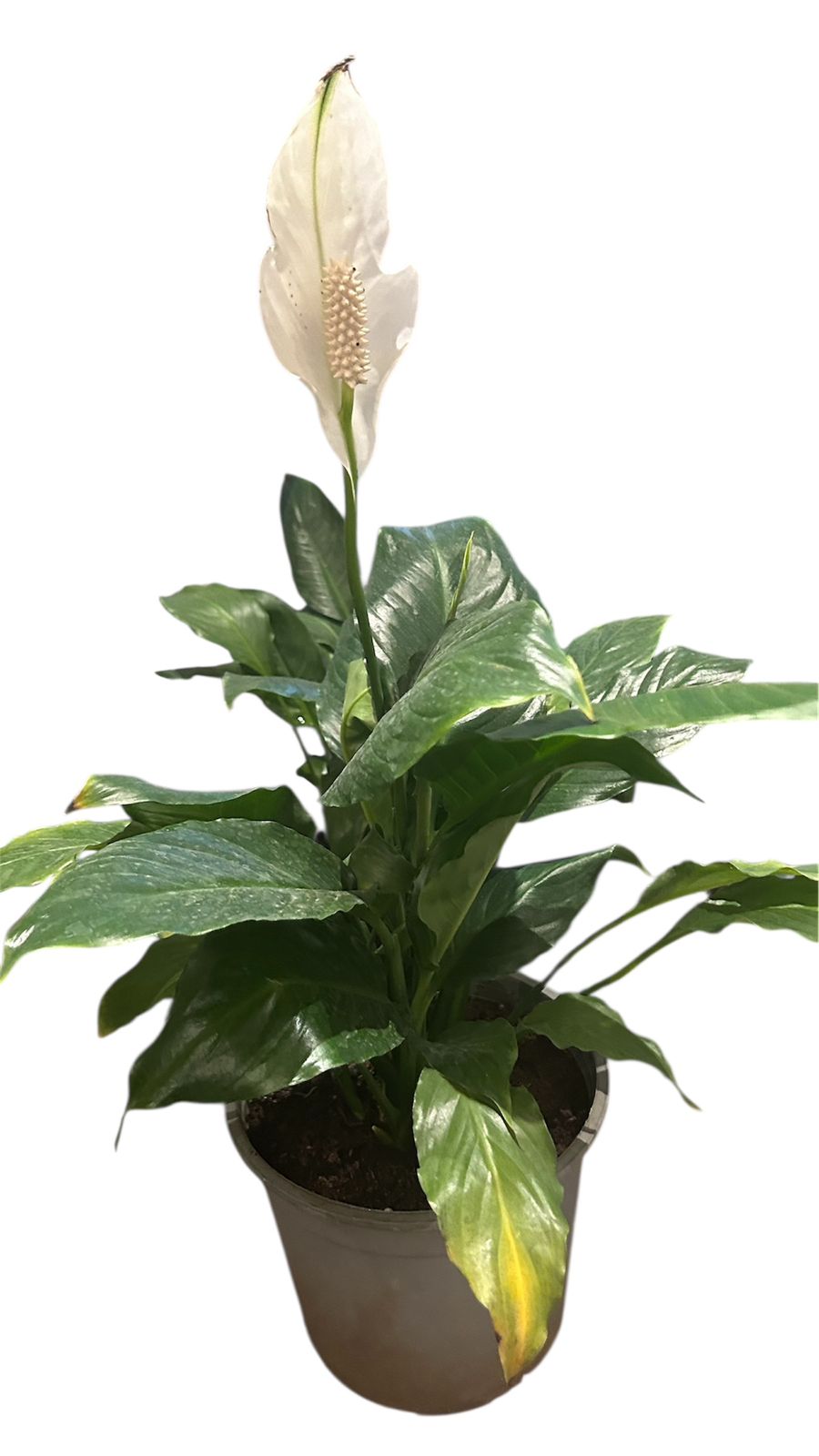 Peace Lily