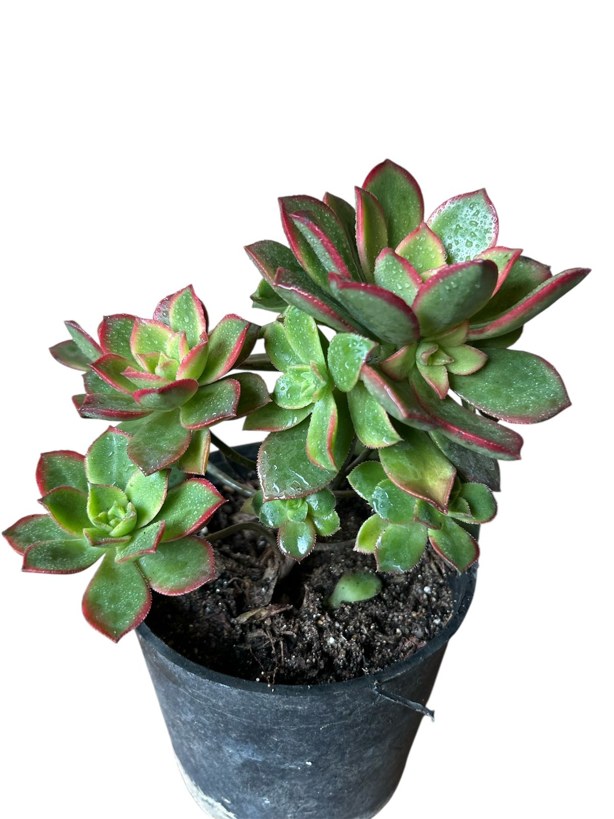 Aeonium Kiwi