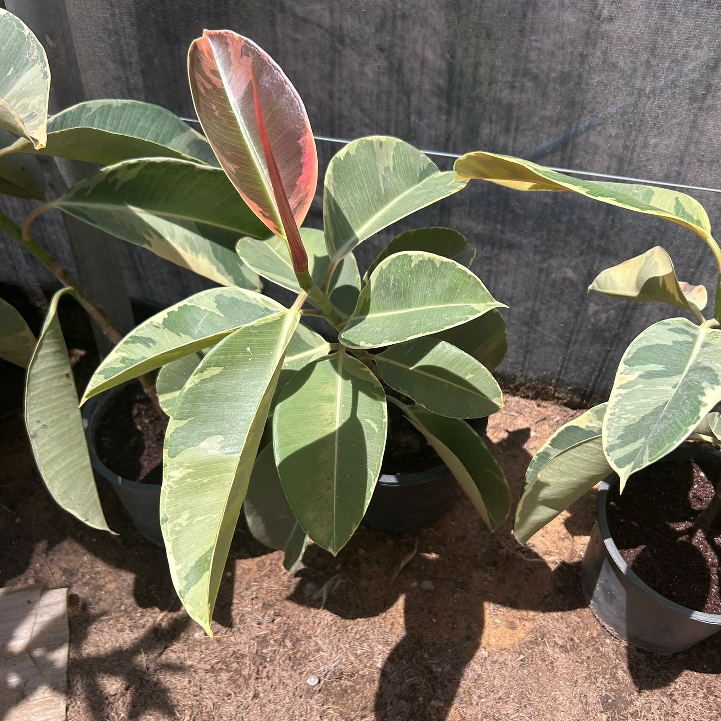 Ficus Tineke