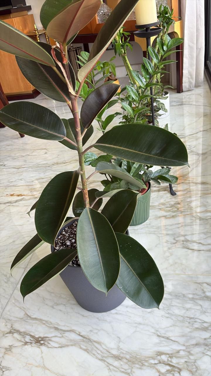 Green Ficus Elestica