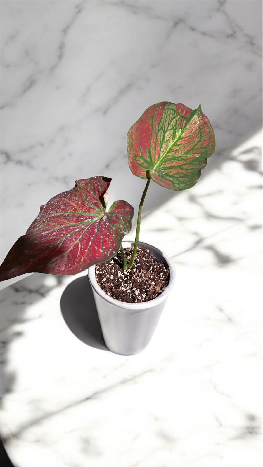 Caladium