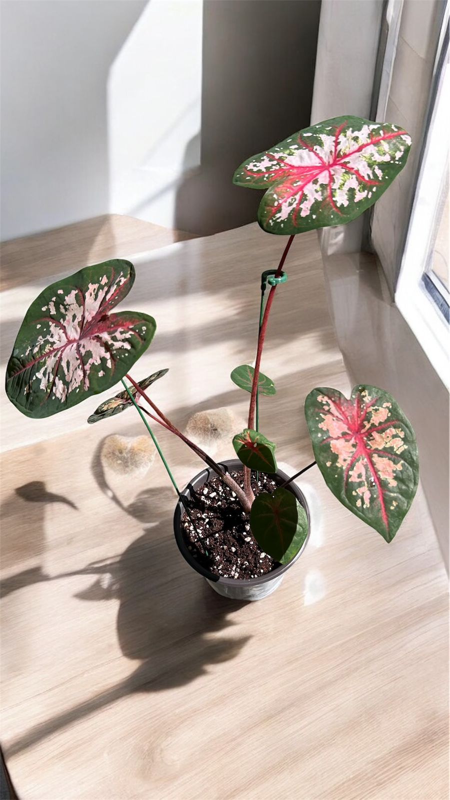 Caladium