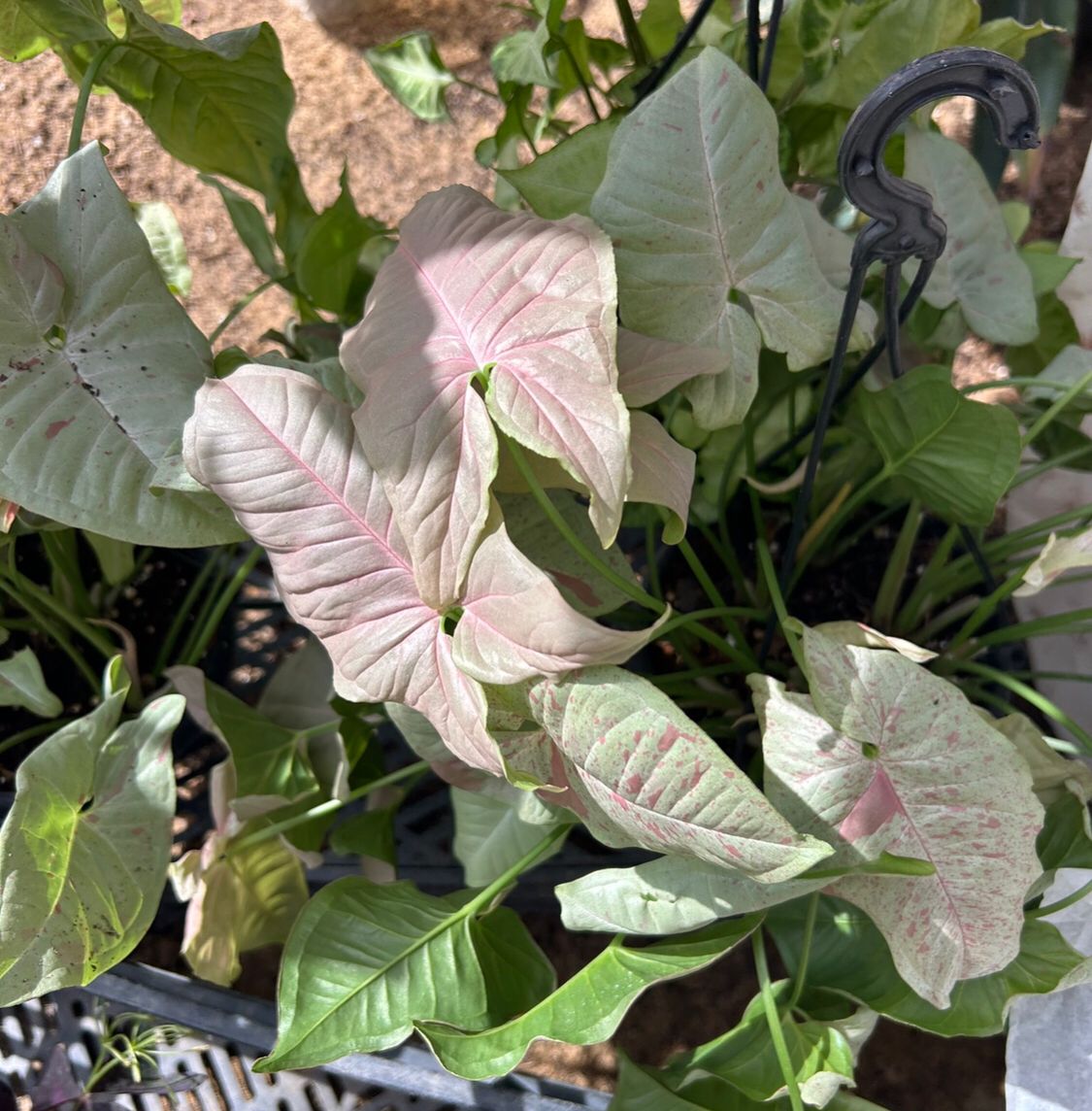 syngonium milk confetti
